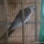 انثى الكروان