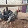 دجاج تركي للييع