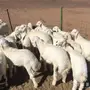طليان حريه 