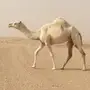للبيع الوضحا الجذعه الملاقي الكفو 