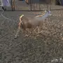 القنفذة المظيلف 