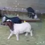 طليان للبيع وتيوس 