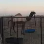 بكره صفرا كفوو 