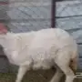 للبيع رخل