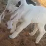 داغور هولندي 