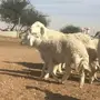 غنم صنف للبيع 
