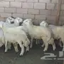 للبيع طليان 
