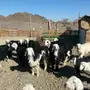 المدينه المنوره الدايري الثالث ظبوعه 