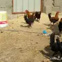 لبيع دجاج عمره 3شهور ونص لحبه بيع 5ريال بريده