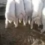 للبيع طليان طيبه 