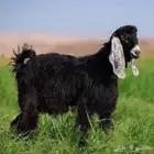 متوفر لدينا تيوس وسط وجبره شي فاخر