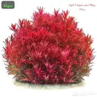 نباتات مائية متنوعة