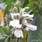 توفرت أشجار جديده