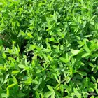 دلال برسيم طبرجل - بسيطا