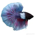 سمك فايتر بسعر اقل من سعر الجملة