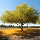 شتلات سرسيديوم للجملة فقط