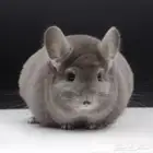شانشيلا . أليف