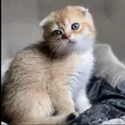 فندقه قطط بالجبيل البلد