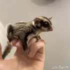 شوقر قلايدر