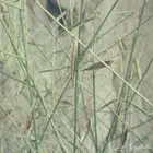بذرور مرخ