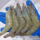 ربيان و سمك قاروص فيليه و حبار كلماري بلدي على الطلب