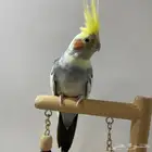 مفقود طائر كروان في صفوى من يوم الأحد