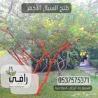 طلح السيال الأحمر