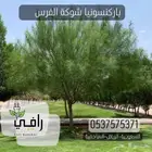 شتلات باركسونيا شوكة الفرس