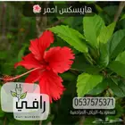 شتلات اشجار الزينة