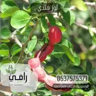 شتلات اللوز الهندي