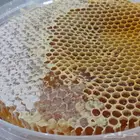 عسل طلح حائل