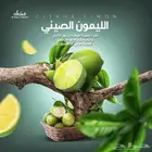 اشجار الليمون الصيني