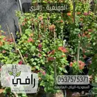 شتلات الجهنمية
