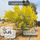 شتلات باركسونيا فلوريدا