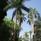 بذور النخل ملوكي