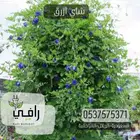 شتلات شاي ازرق