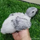 فروخ كاسكو اعمار 18-35 يوم (تم البيع)