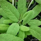 بذور المرمريه