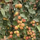 تطعيم اشجار السدر والحمضيات وغيرها