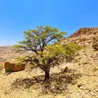 شتلات قرض بلدي - طلح الفتنه