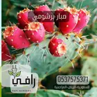 صبار برشومي الافريقي