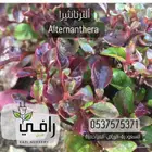 شتلات مغطيات التربة ومتسلقات تبدا من 85هلله
