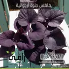 شتلات بطاطا حلوة أرجوانية