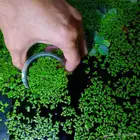 علف عدس الماء للدواجن والارانب والاسماك والغنم