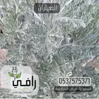 شتلات العطريات