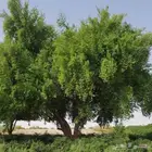 بذور السدر البلدي