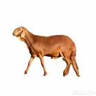 سواكني تربية محلية جملة وتفريد