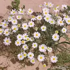 بذور القحويان البري صافي للبيع