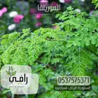 شتلات المورينجا هندية