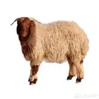 ذبائح